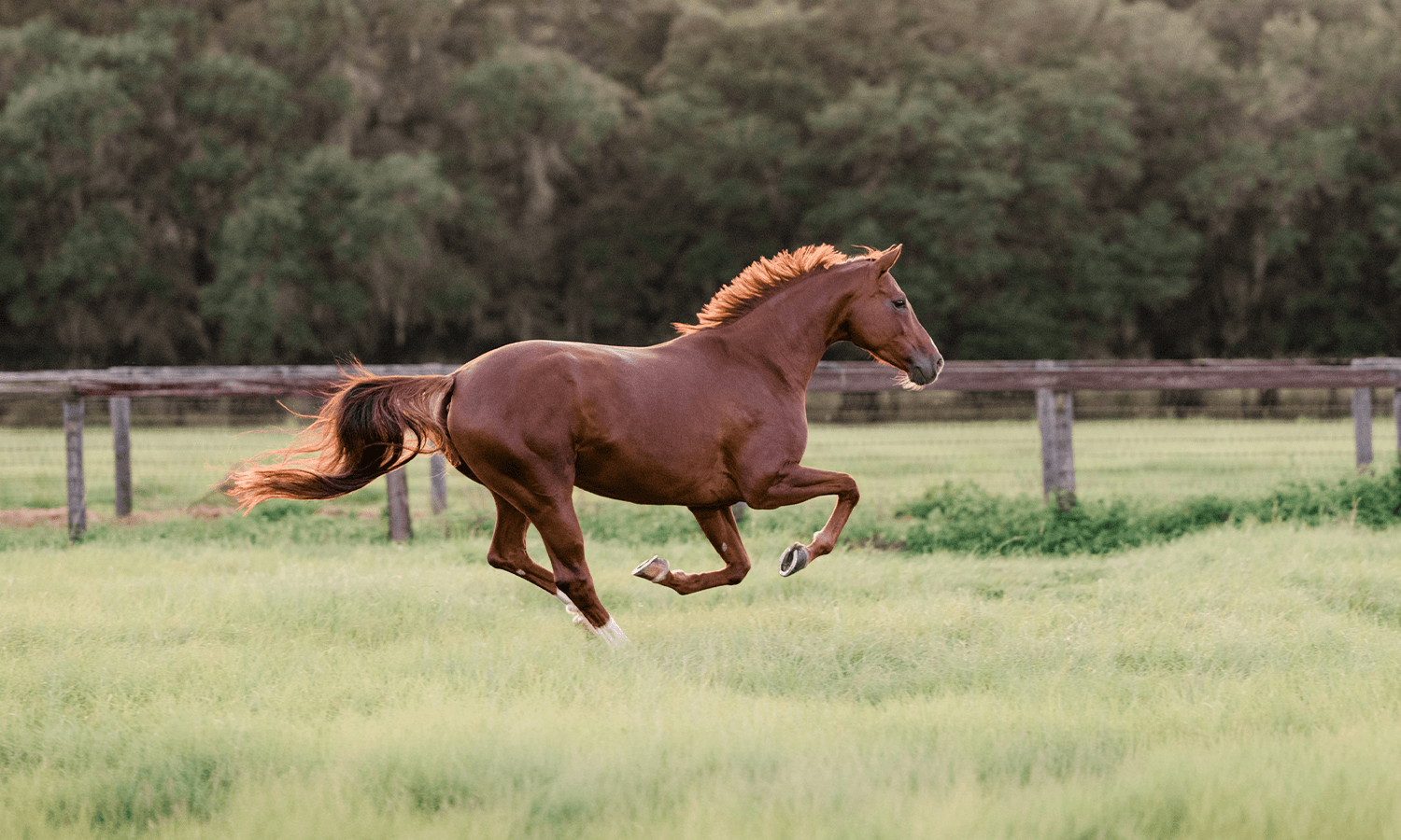 Begin with a Solid Foundation: A Forage-Based Approach to Feeding the Performance Horse