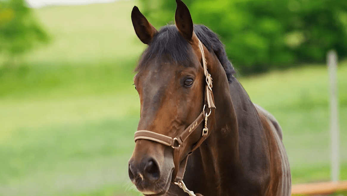 The Heart of a Horse #BetterTogether