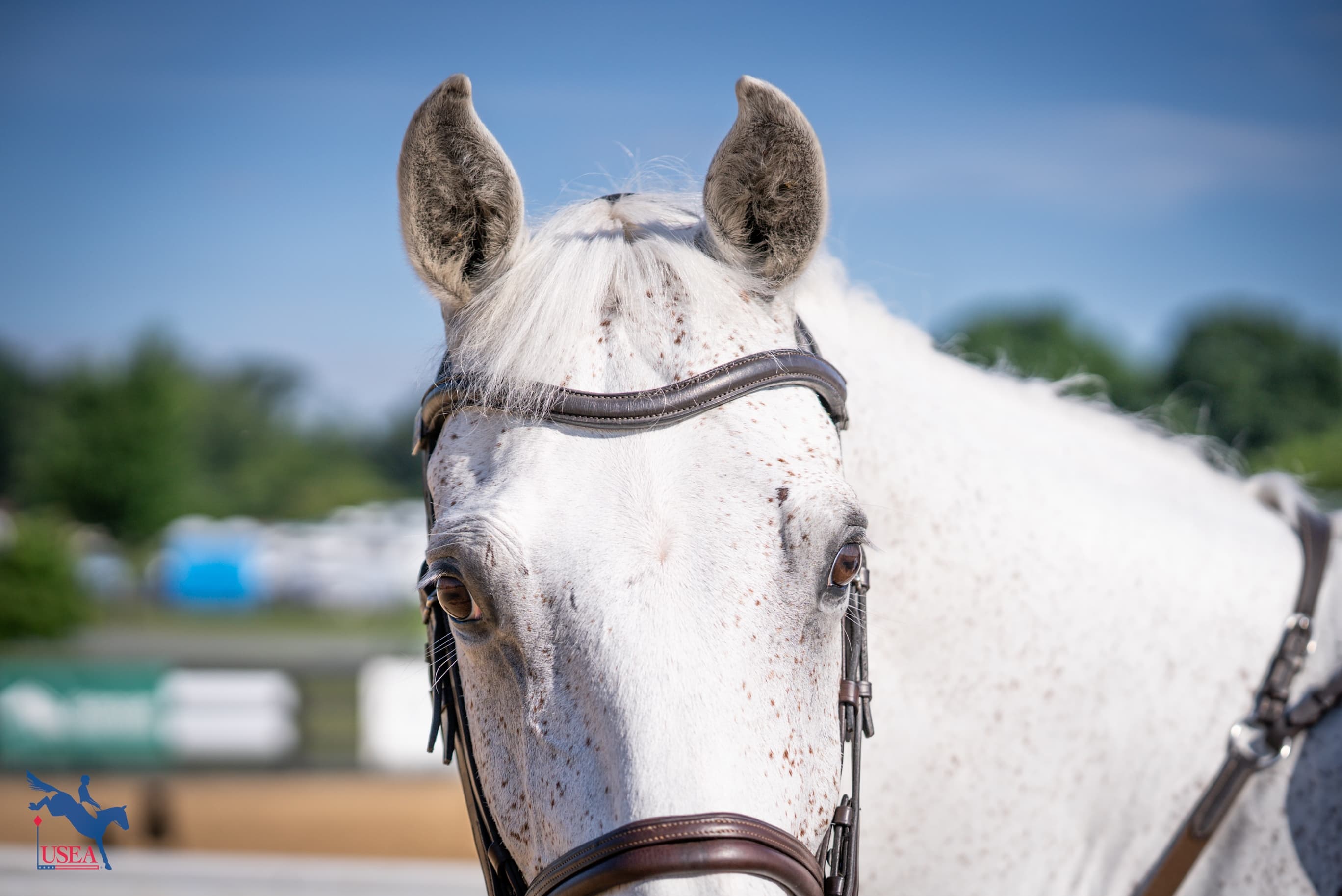 USEA/Lindsay Berreth photo