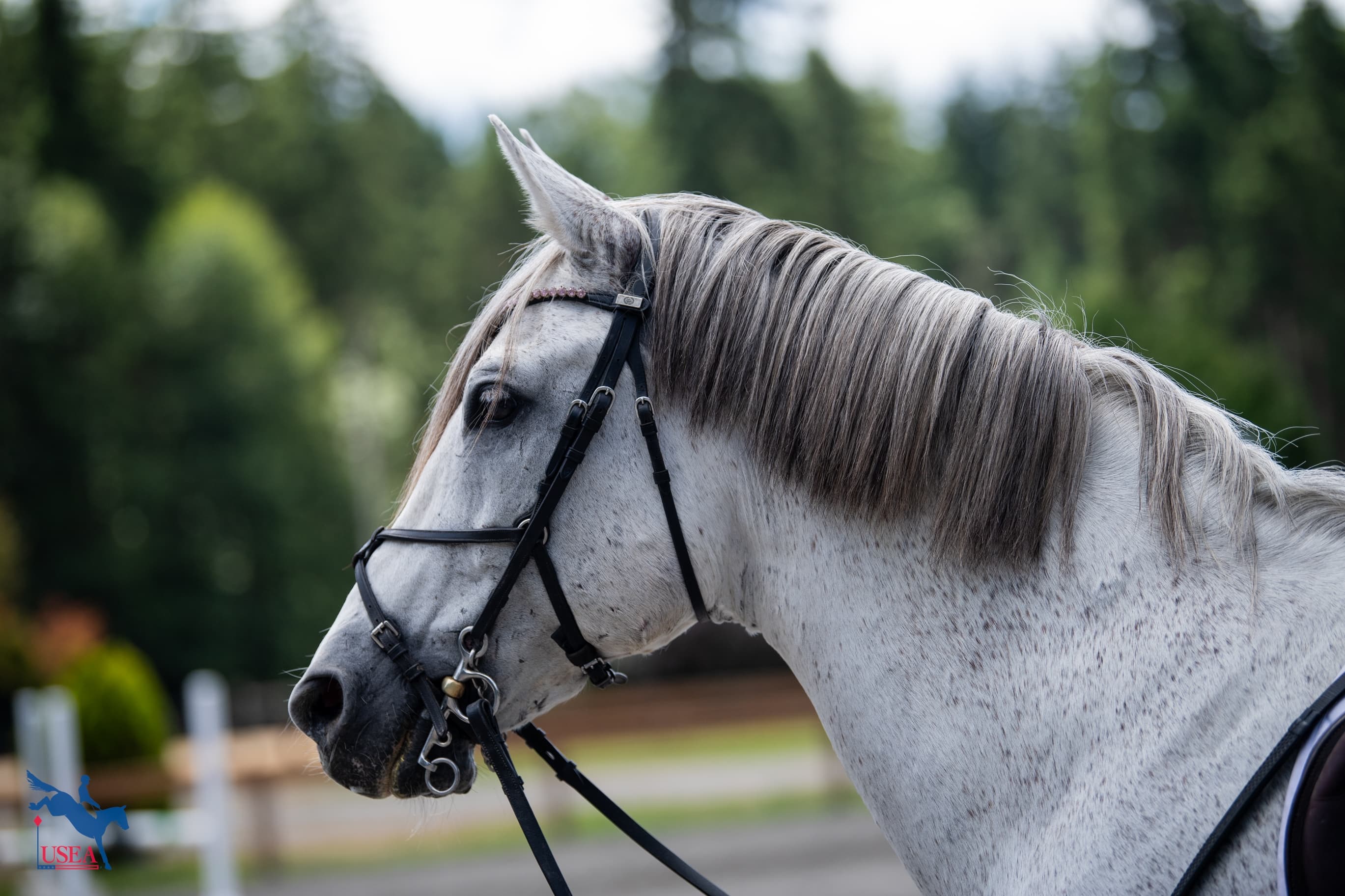 USEA/Lindsay Berreth photo