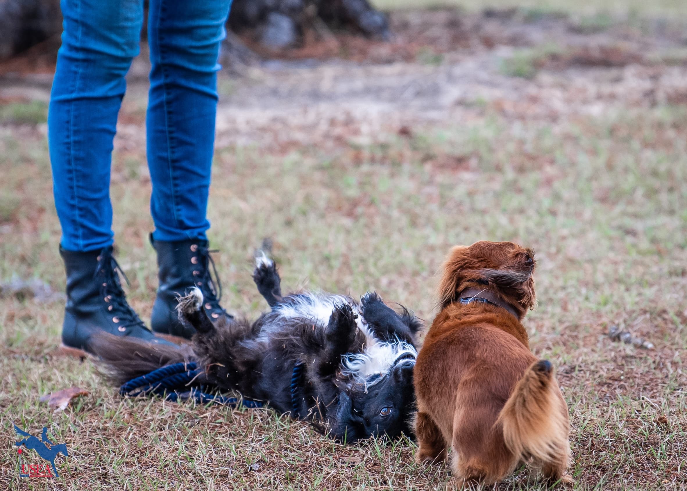 USEA/Lindsay Berreth photo