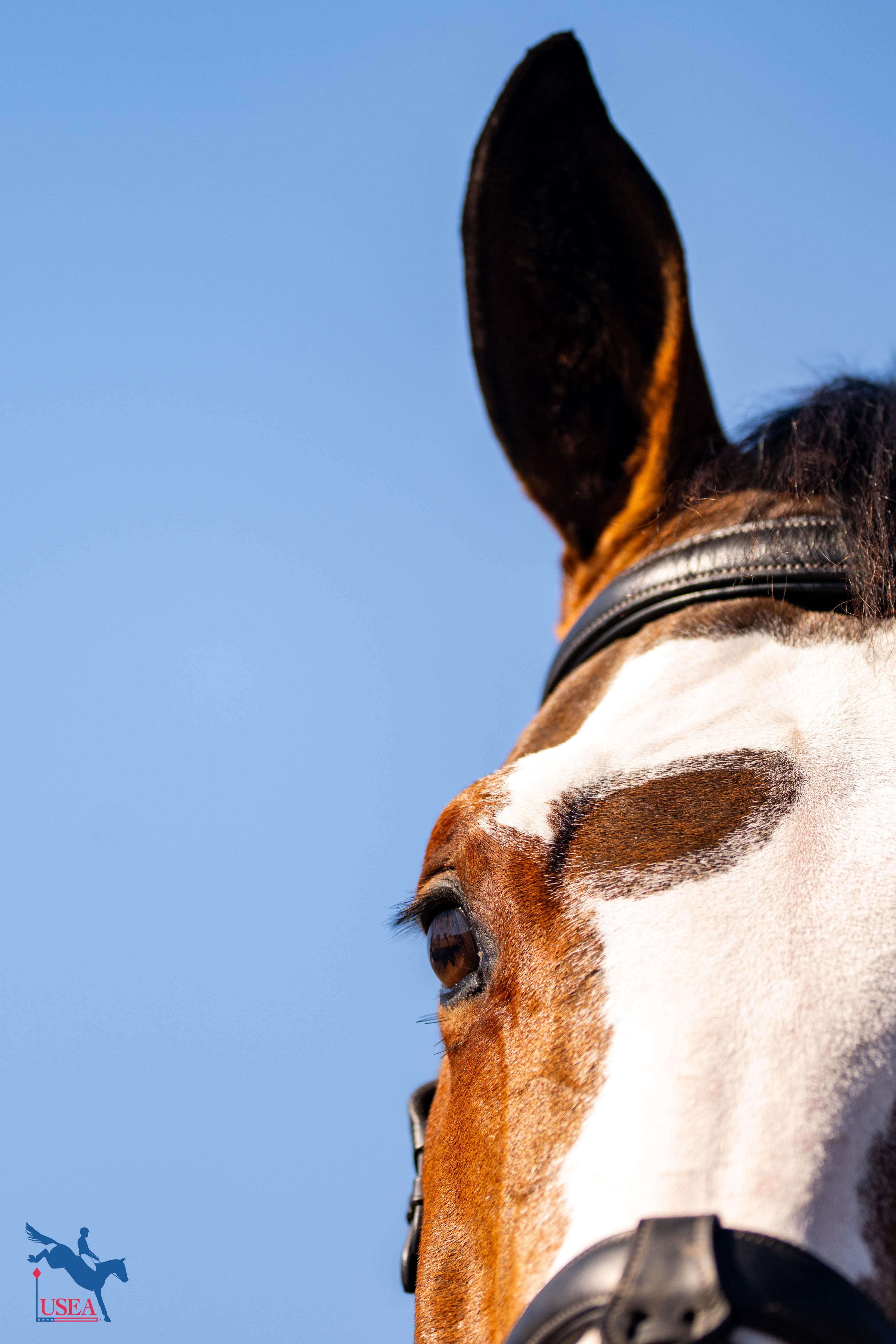 USEA/Atalya Boytner photo